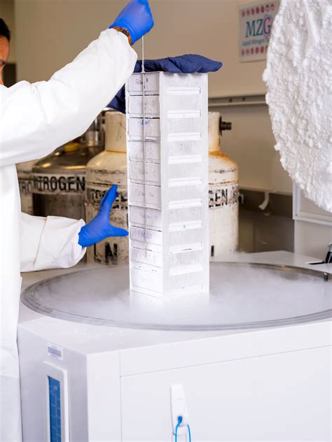 Opinion | Human Embryo Research: What Time Limit Should We Set? - The New York Times