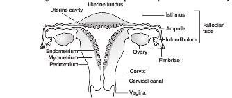 Draw a labelled diagram of the human female reproductive system - CBSE ...