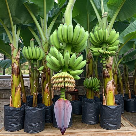 Get Your Own Gros Michel Banana Plant Today!