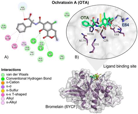 Molecular Docking and In Vitro Studies of Ochratoxin A (OTA ...
