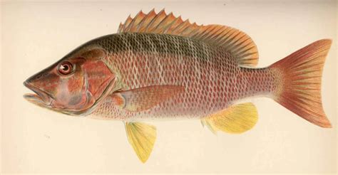 Image result for Snapper Animal