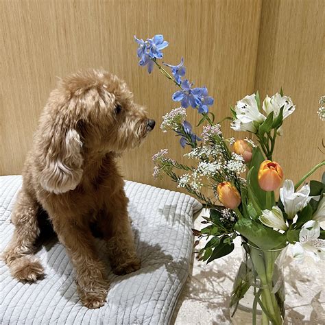 Pet Friendly Flower Arrangements — Botany Studio