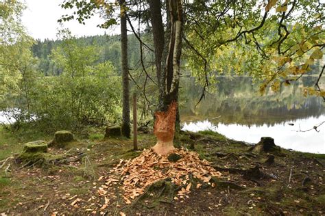 ¿Sabes qué animal ha mutilado este árbol?