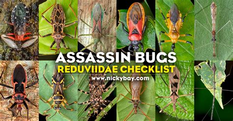 Reduviidae Assassin Bugs Assassin Bugs (REDUVIIDAE) Save Our