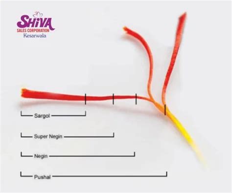 Iranian Saffron - Iranian Sargol Saffron Manufacturer from Thane