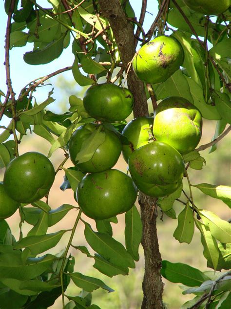 Polynesian Produce Stand : ~BLACK SAPOTE~ Chocolate Pudding Tree ...