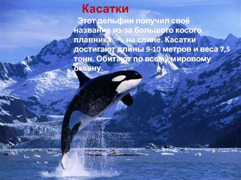 Дельфины 3 класс презентация, доклад