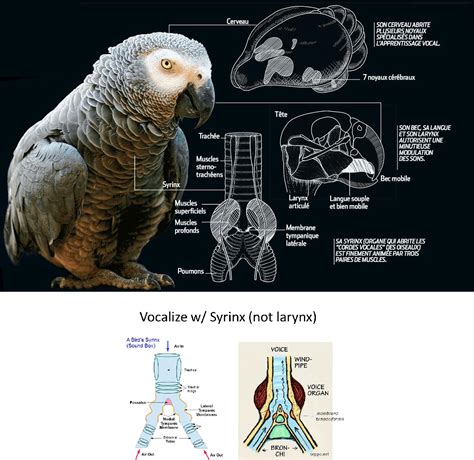 Why and How parrot Talk - Why parrots can talk like humans?