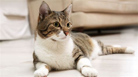 Montclair Veterinary Associates Patient Gallery | Vet Clinic In ...