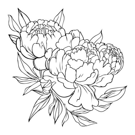 Vetores de Desenho Peonia - Baixe vetores grátis de alta qualidade ...
