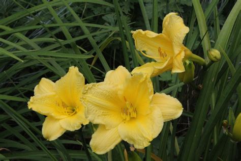 Hemerocallis 'Happy Returns' – Ballyrobert Gardens