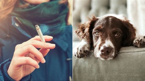 Así afecta el humo del tabaco a tu mascota