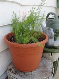 Asparagus Container Gardening by Growing Asparagus In A Container Baby Homegrown Asparagus Container Gardening