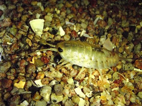 DIVE ZONE ECOTOURS NATIVEZONE: Cucaracha De Mar (Acanthopleura Granulata)