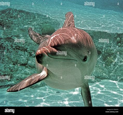 Bottlenose dolphins genus tursiops common hi-res stock photography and images - Alamy