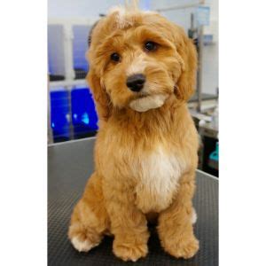 Image result for Cockapoo Teddy Cut