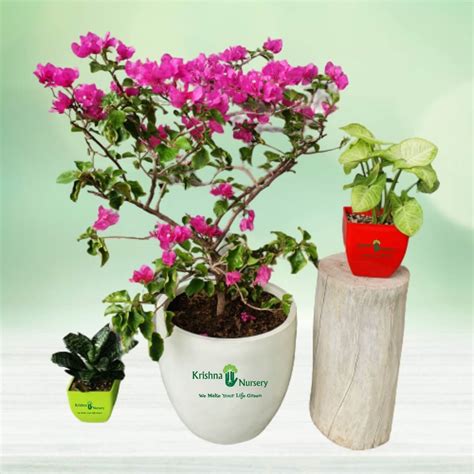 Bougainvillea Creeper Plant
