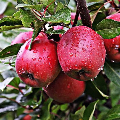Iyyarkai Nursery Garden