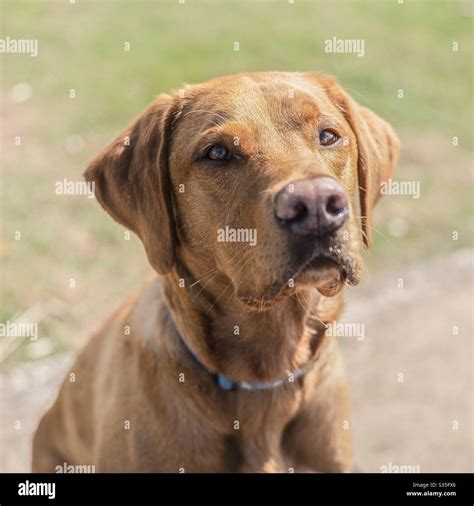 Fox red labrador retriever hi-res stock photography and images - Alamy