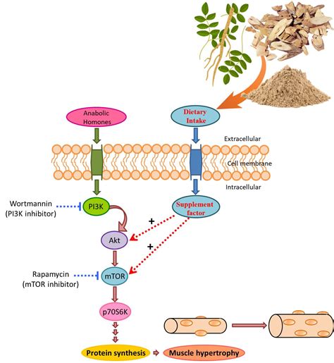 Astragalus membranaceus Enhances Myotube Hypertrophy through PI3K ...