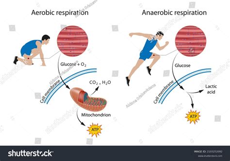 Anaerobic Glycolysis