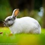 Image result for Super Cute White Baby Bunny