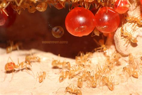 Honey Pot Ant