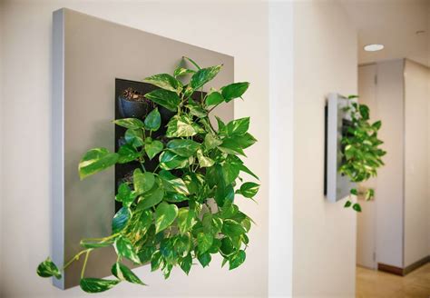 Indoor Living Wall Art & Installation | The Plant Man