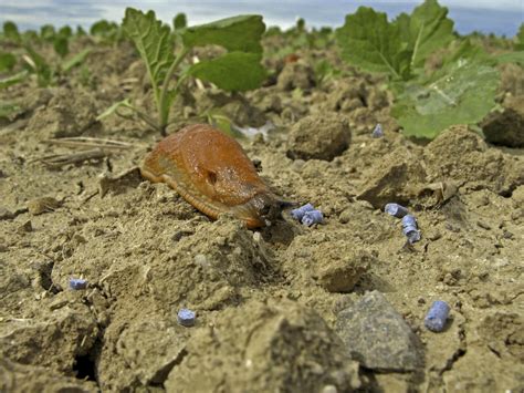Schnecken für Landwirte als Schrecken? So bekämpfen sie die Schleimer ...