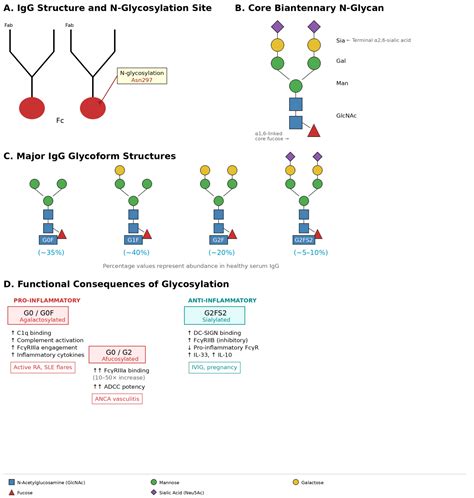 Autoantibodies as Precision Tools in Connective Tissue Diseases: From ...
