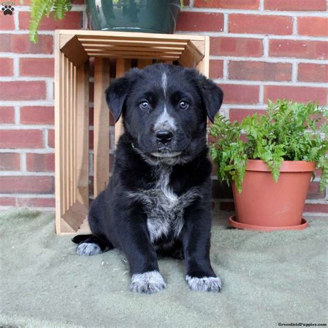 Golden Retriever Black Lab Mix Puppies Sale
