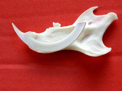 Tetrapod Teeth & Tales