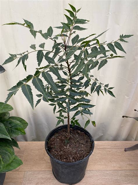 Neem Tree 的图像结果