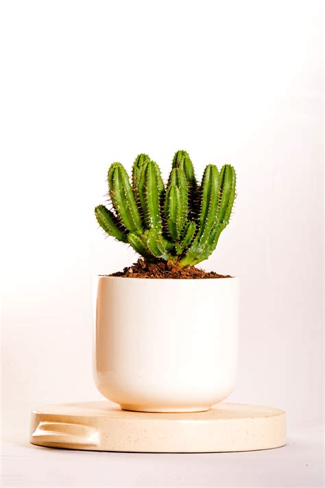 Euphorbia Care: Tips for Growing Healthy Euphorbias – Hands In Soil