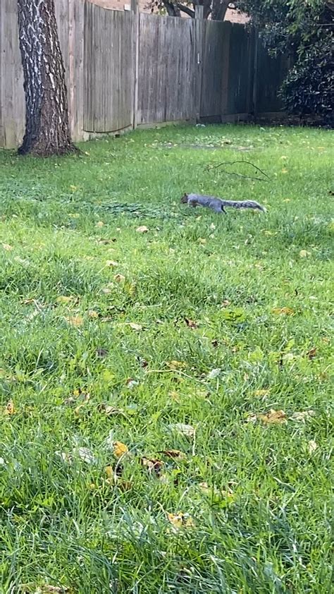 Bounce, bounce, bicker, bicker. : r/squirrels