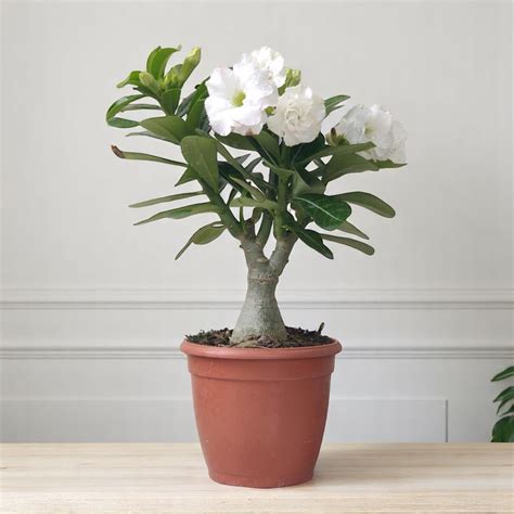 Buy Adenium White Double Petal (Grafted) Plant Online