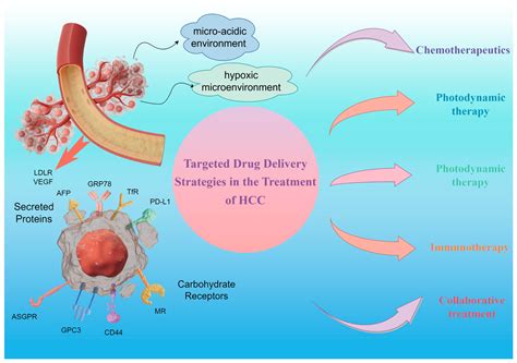 Targeted Drug Delivery Strategies for the Treatment of Hepatocellular ...