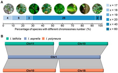 Impact of Chromosomal Fusion and Transposable Elements on the Genomic ...