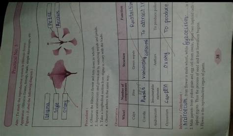 Precautions for dissecting a hibiscus flower: - Brainly.in