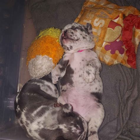 French Bulldog (Frenchie) Puppies For Sale In Wisconsin