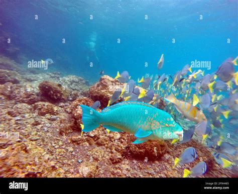 Blue parrot fish in a school of surgeon fish at Rabida Island ...