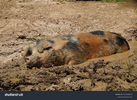 Domestic Pig Wallowing Mud库存照片2172499431 | Shutterstock