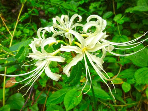 リコリス に対する画像結果