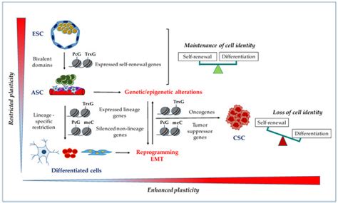 A Case of Identity: HOX Genes in Normal and Cancer Stem Cells