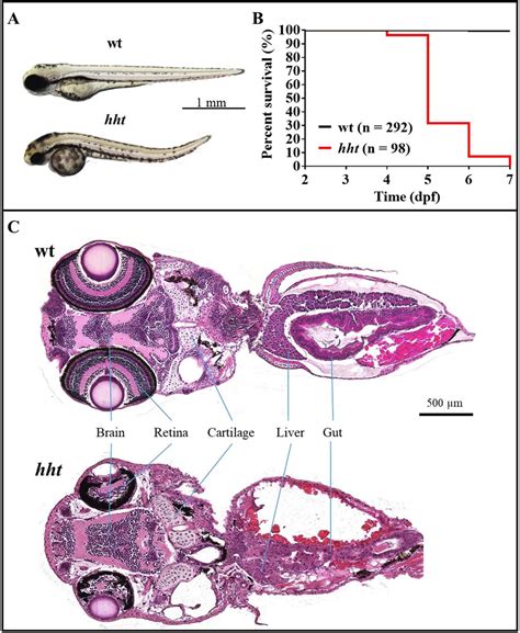 Zebrafish Embryo Time-Lapse 的图像结果