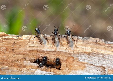 Three Black Winged Ants Like the Guardians Stock Image - Image of black ...