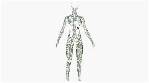 3D Female Lymphatic System Anatomy | 3D Molier International