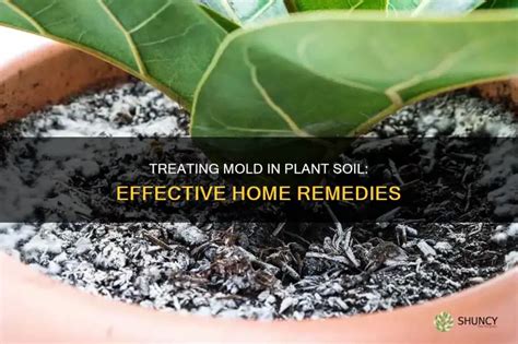 Treating Mold In Plant Soil: Effective Home Remedies | ShunCy