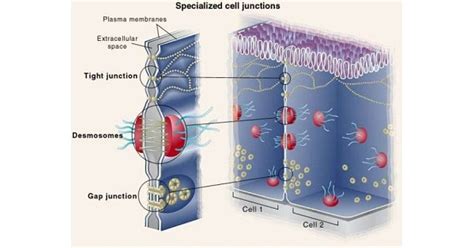 Rezultat imagine pentru Intercellular Junctions
