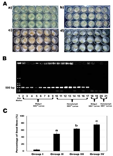 The Phylogeny and Pathogenesis of Sacbrood Virus (SBV) Infection in ...